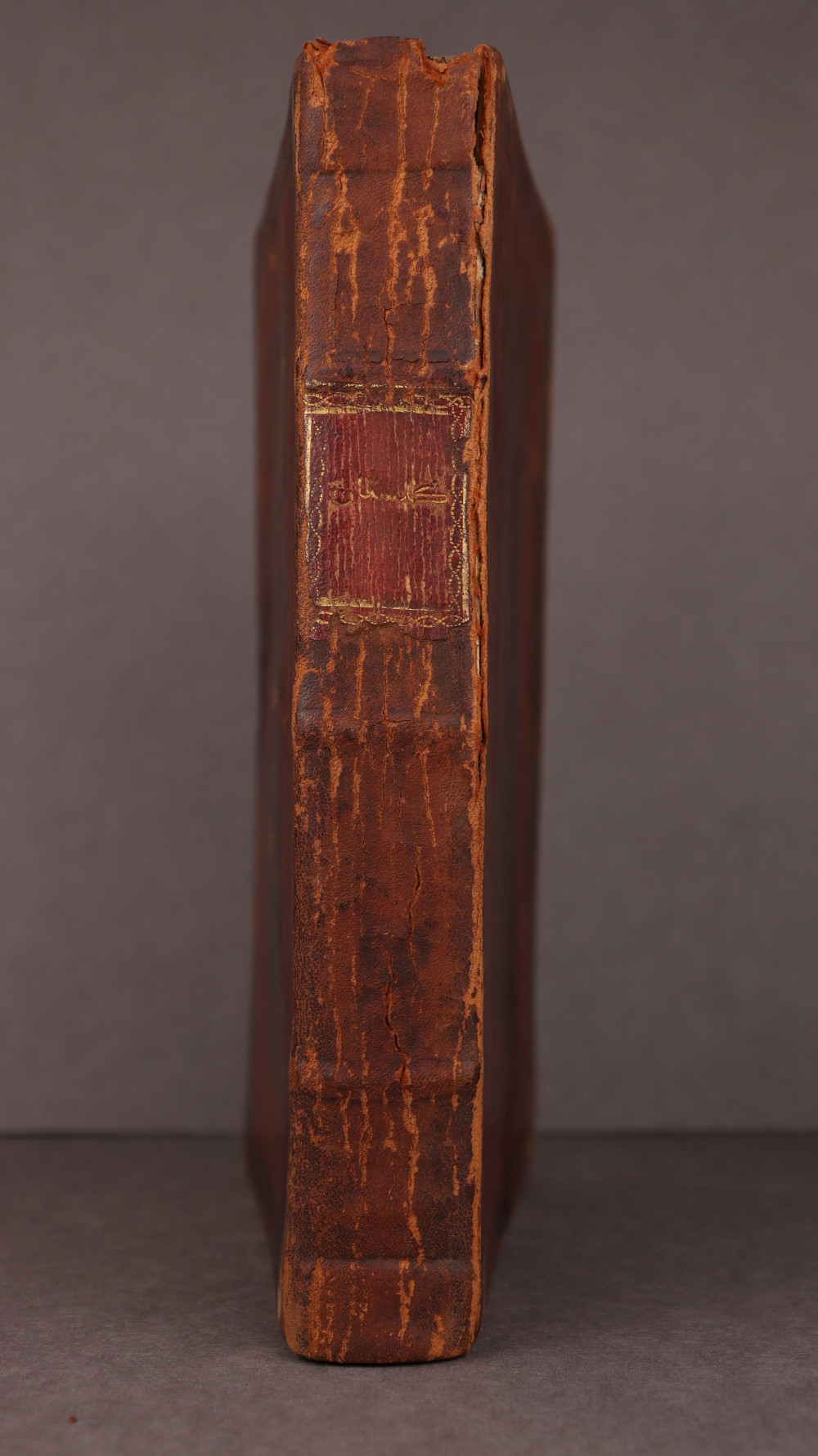 Spine
